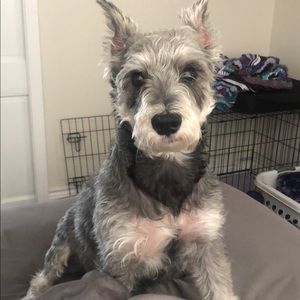 Meet your Posher, Morgan